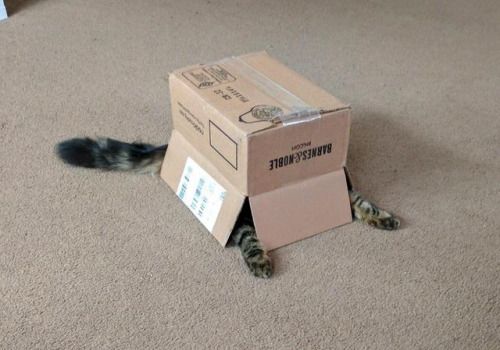 Cat hiding under box with it's front paws and tail sticking out